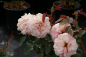 Preview: Beetrose Aladdin Palace™ Castle-Palace-Rose apricot-rosa