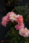 Preview: Beetrose Aladdin Palace™ Castle-Palace-Rose apricot-rosa