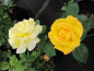 Preview: Rosa Arthur Bell® - Beetrose - kräftig gelb 30-50cm