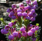 Preview: Phyllodoce empetriformis - Moosheide - 8-12cm