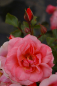 Preview: Beetrose Fredensborg® lachsfarbend Duft+ 60-80cm