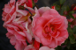Preview: Beetrose Fredensborg® lachsfarbend Duft+ 60-80cm