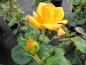 Preview: Beetrose Rosa Mellgold® gelb 50cm