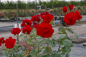 Preview: Beetrose Montana® leuchtend rot Duft+ 50cm