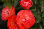 Preview: Beetrose Muttertag® rot 50cm