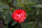 Preview: Beetrose Muttertag® rot 50cm