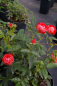 Preview: Beetrose Muttertag® rot 50cm