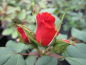 Preview: Beetrose Rosa Orange Sensation® orange