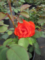 Preview: Beetrose Rosa Orange Sensation® orange