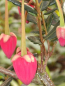 Preview: Crinodendron hookerianum (30-40 cm) - Elaeocarpaceae (Roter Laternenbaum)