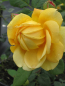 Preview: Englische Rose Golden Celebration