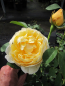 Preview: Englische Rose The Pilgrim® Auswalker® - Austin Rose - gelb Duft+++ 50cm