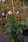 Preview: Kletterrose Rose Billet doux® rosa 50cm