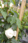 Preview: Kletterrose Rosa Ilse Krohn Superior® weiß Duft++ 50cm
