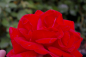 Preview: Kletterrose Rosa Mushimara