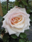 Preview: Kletterrose Rosa Penny Lane® champagner Duft+ 50cm