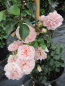 Preview: Kletterrose Rosa Pirouette® apricot Duft+++ 50cm