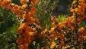 Preview: Berberis lologensis " Mystery Fire " (30-40 cm) Feuerberberitze
