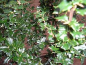 Preview: Berberis lologensis " Mystery Fire " (30-40 cm) Feuerberberitze