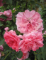 Preview: Kletterrose Rosarium Uetersen® tiefrosa bis silbrig-rosa Duft+ 50cm