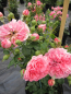 Preview: Kletterrose Rosarium Uetersen® tiefrosa bis silbrig-rosa Duft+ 50cm