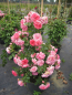 Preview: Kletterrose Rosarium Uetersen® tiefrosa bis silbrig-rosa Duft+ 50cm