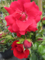Preview: Kletterrose Rosa Tradition® blutrot Duft+ 50cm