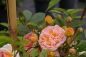 Preview: Ramblerrose Ghislaine de Feligonde