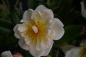 Preview: Kletterrose - Ramblerrose - Rosa Madame Alfred Carriere ® weiß-rosa Duft++
