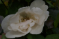 Preview: Kletterrose - Ramblerrose - Rosa Madame Alfred Carriere ® weiß-rosa Duft++