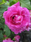 Preview: Parkrosen Rosa rugosa Hansa