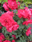 Preview: Parkrose Rosa Hansaland® leuchtend rot Duft-