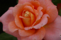 Preview: Strauchrose Rosa Bonita Renaissance® orange-gelb Duft++++ 50cm