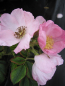 Preview: Bodendeckerrose Dagmar Halstrup® - Rosa rugosa Dagmar Halstrup® - hellrosa - Duft+ - Apfelrose - Wildrose