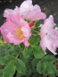 Preview: Bodendeckerrose Dagmar Halstrup® - Rosa rugosa Dagmar Halstrup® - hellrosa - Duft+ - Apfelrose - Wildrose