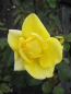 Preview: Strauchrose Rosa Emil Nolde® reingelb Duft+ 50cm