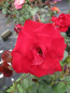 Preview: Strauchrose Rosa Grandhotel® blutrot Duft+ 50cm