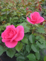 Preview: Renaissance Rose Lea