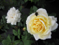 Preview: Rosa Renaissance Rose Nina® Strauchrose - cremeweiß Duft+ 50cm
