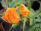 Preview: Rosa Sophia Renaissance ® - Strauchrose -  gelborange