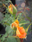 Preview: Rosa Sophia Renaissance ® - Strauchrose -  gelborange