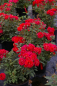 Preview: Miniaturrose (Zwergrose) Rosa Chili Clementine® hellrot orangene Flecken Duft- 25cm