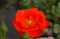 Preview: Patiorose (Zwergrose) Rosa Finnstar® orange-rot Duft- 25cm