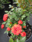 Preview: Patiorose (Zwergrose) Rosa Shrimp Hit® orange Duft- 25cm