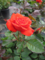 Preview: Patiorose (Zwergrose) Rosa Top Hit® leuchtend lachsrot Duft++ 25cm