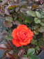 Preview: Patiorose (Zwergrose) Rosa Top Hit® leuchtend lachsrot Duft++ 25cm