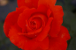 Preview: Edelrose Rosa Alexander® leuchtend zinnoberrot Duft++ 40cm