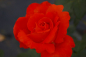 Preview: Edelrose Rosa Alexander® leuchtend zinnoberrot Duft++ 40cm