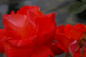 Preview: Edelrose Rosa Alexander® leuchtend zinnoberrot Duft++ 40cm