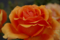 Preview: Edelrose Rosa Ashram
